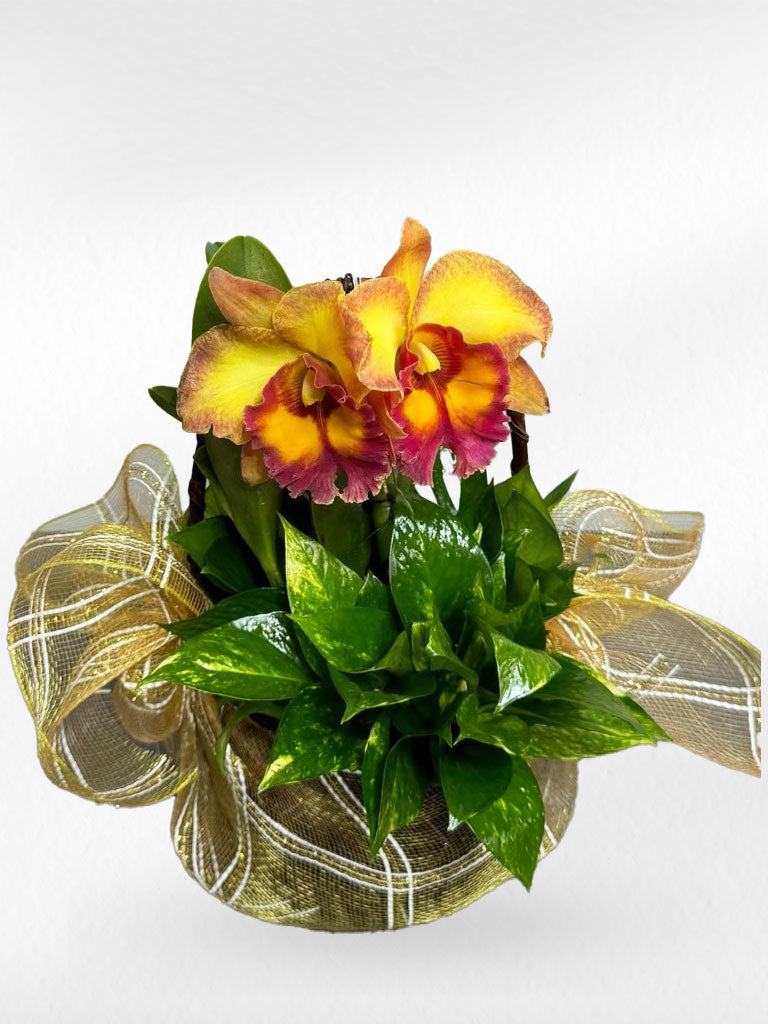 Cattleya Orchid (1–2 plants included) กล้วยไม้แคทลียาในกระถางเซรามิก 1-2 ต้น - BestBloomBuddy