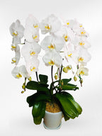 White Phalaenopsis Orchid with Yellow Lip (3 Plants) กล้วยไม้ฟาแลนสีขาวปากเหลือง 3 จัดกระถาง - BestBloomBuddy