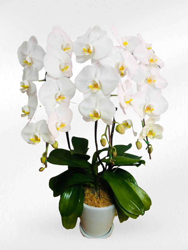 White Phalaenopsis Orchid with Yellow Lip (3 Plants) กล้วยไม้ฟาแลนสีขาวปากเหลือง 3 จัดกระถาง - BestBloomBuddy