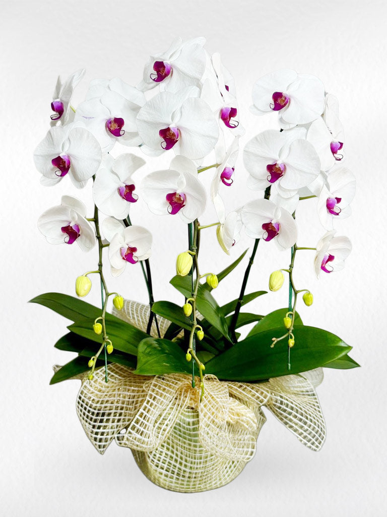 White Phalaenopsis Orchid with Purple Lip (3 Plants) กล้วยไม้ฟาแลนสีขาวปากม่วง 3 ต้น จัดกระถาง - BestBloomBuddy