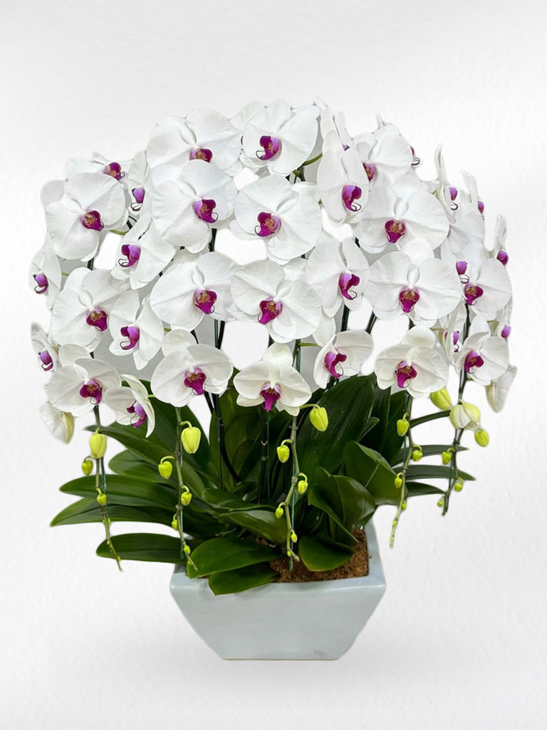 White Phalaenopsis Orchid with Purple Lip (5 Plants) กล้วยไม้ฟาแลนสีขาวปากม่วง 5 ต้น จัดกระถาง - BestBloomBuddy