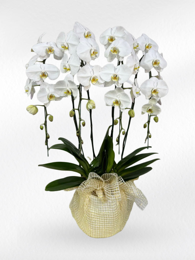 White Phalaenopsis Orchid with Yellow Lip (4 Plants) กล้วยไม้ฟาแลนสีขาวปากเหลือง 4 จัดกระถาง - BestBloomBuddy