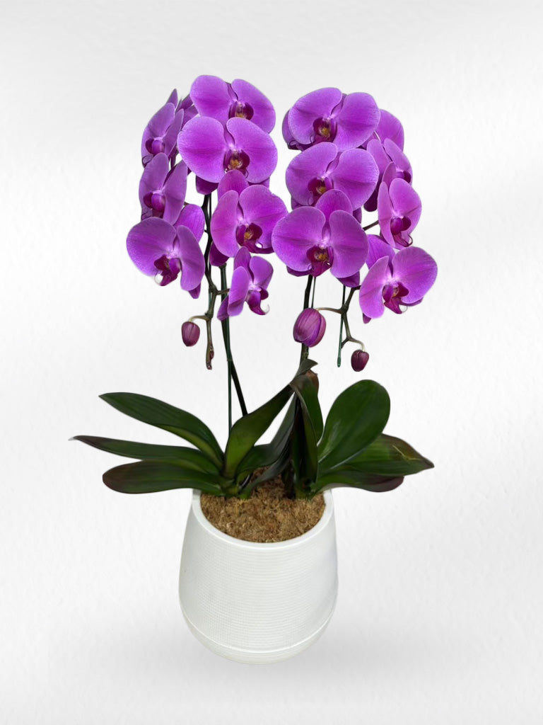 Purple Phalaenopsis Orchids (Potted) - กล้วยไม้ฟาแลนสีม่วง จัดกระถาง - BestBloomBuddy