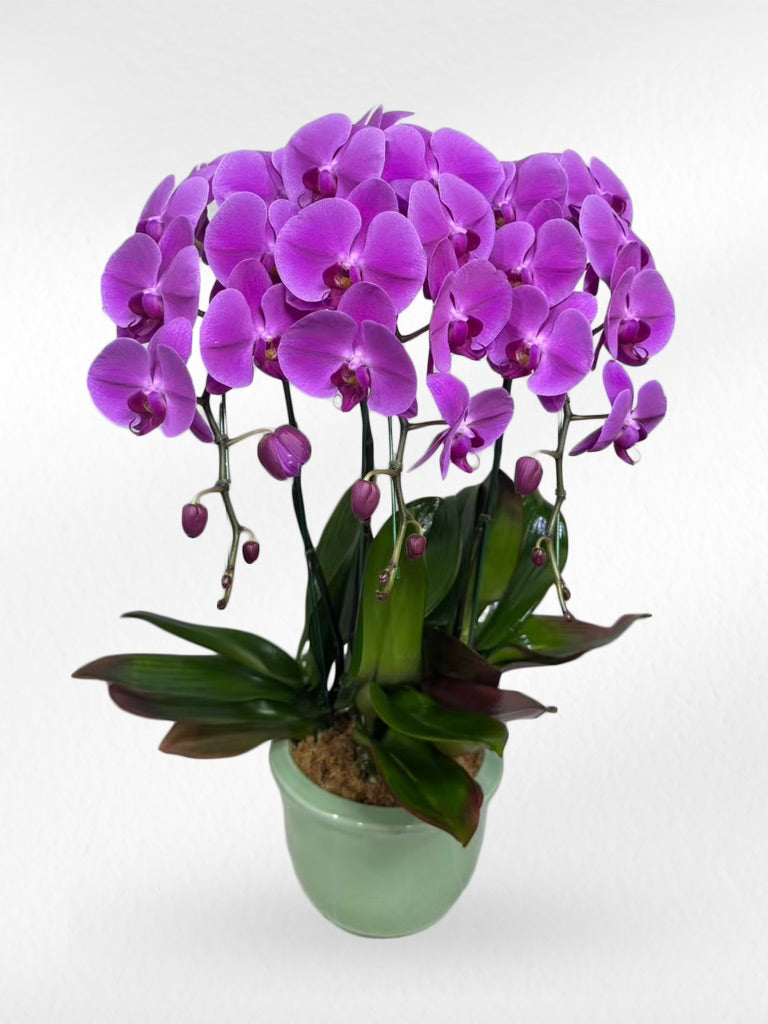 Purple Phalaenopsis Orchid (3 Plants) กล้วยไม้ฟาแลนสีม่วง 3 ต้น จัดกระถาง - BestBloomBuddy