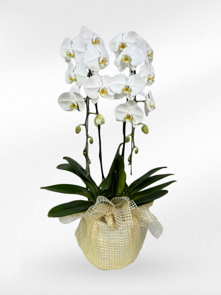 White Phalaenopsis Orchid (Potted) - กล้วยไม้ฟาแลนสีขาว จัดกระถาง - BestBloomBuddy
