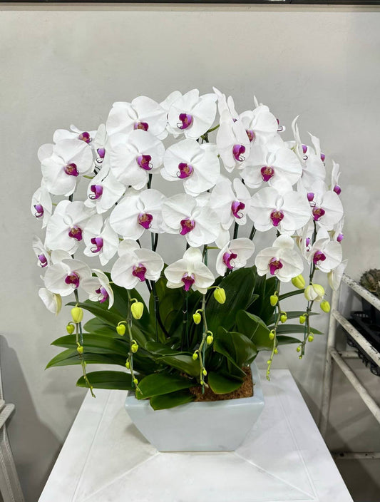 White Phalaenopsis Orchid with Purple Lip (5 Plants) กล้วยไม้ฟาแลนสีขาวปากม่วง 5 ต้น จัดกระถาง