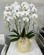 White Phalaenopsis Orchid with Yellow Lip (4 Plants) กล้วยไม้ฟาแลนสีขาวปากเหลือง 4 จัดกระถาง - BestBloomBuddy