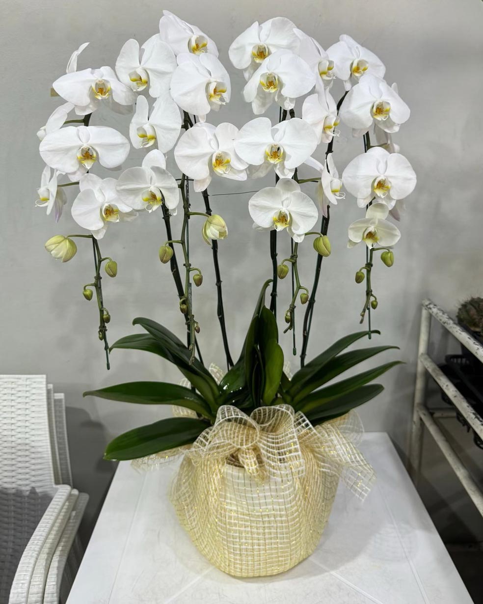 White Phalaenopsis Orchid with Yellow Lip (4 Plants) กล้วยไม้ฟาแลนสีขาวปากเหลือง 4 จัดกระถาง - BestBloomBuddy