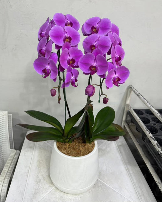 Purple Phalaenopsis Orchids (Potted) - กล้วยไม้ฟาแลนสีม่วง จัดกระถาง