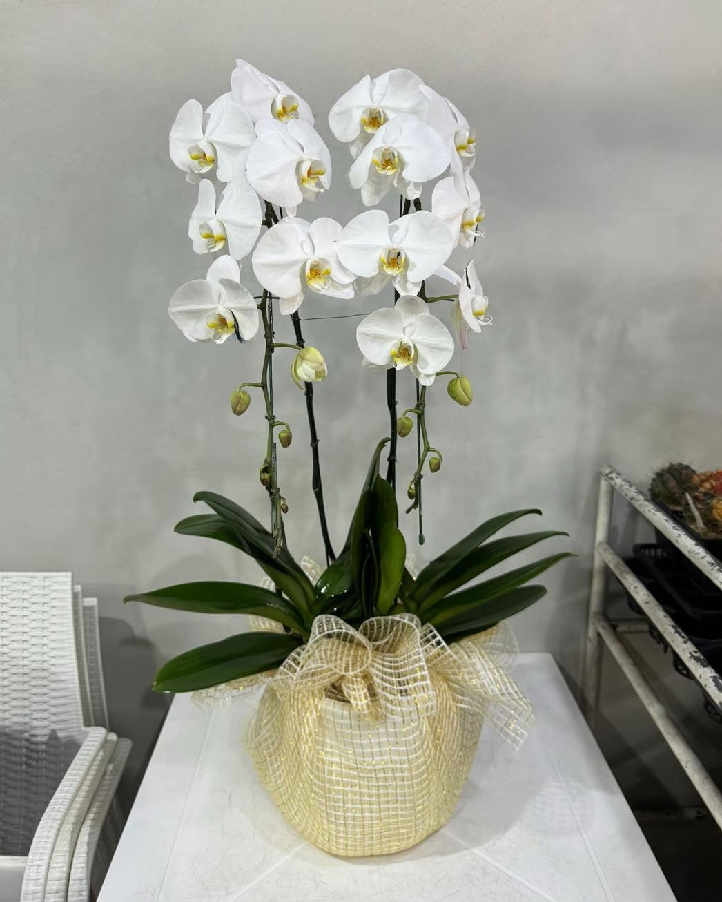 White Phalaenopsis Orchid (Potted) - กล้วยไม้ฟาแลนสีขาว จัดกระถาง - BestBloomBuddy