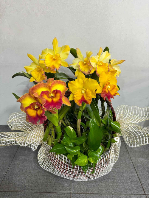 Cattleya Orchid (3–4 plants included) กล้วยไม้แคทลียาในกระถางเซรามิก 3-4 ต้น - BestBloomBuddy