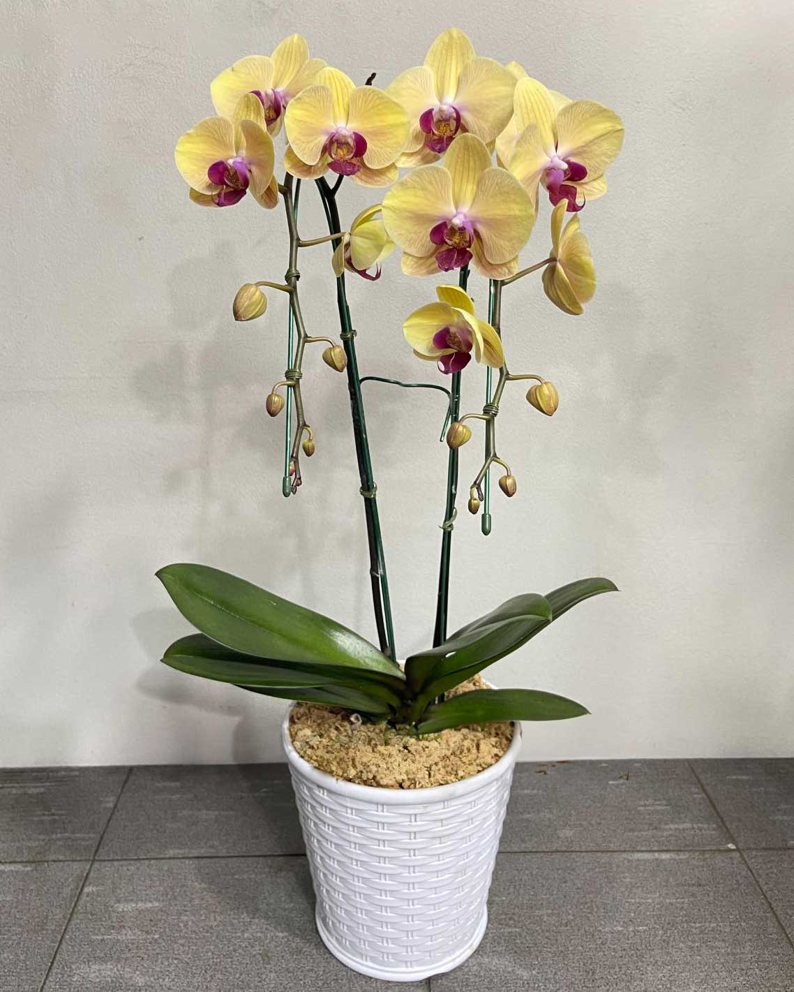 Yellow Phalaenopsis Orchids with Purple Lip (Potted) - กล้วยไม้ฟาแลนสีเหลืองปากม่วง จัดกระถาง - BestBloomBuddy