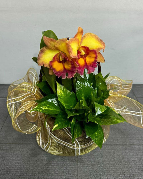 Cattleya Orchid (1–2 plants included) กล้วยไม้แคทลียาในกระถางเซรามิก 1-2 ต้น - BestBloomBuddy