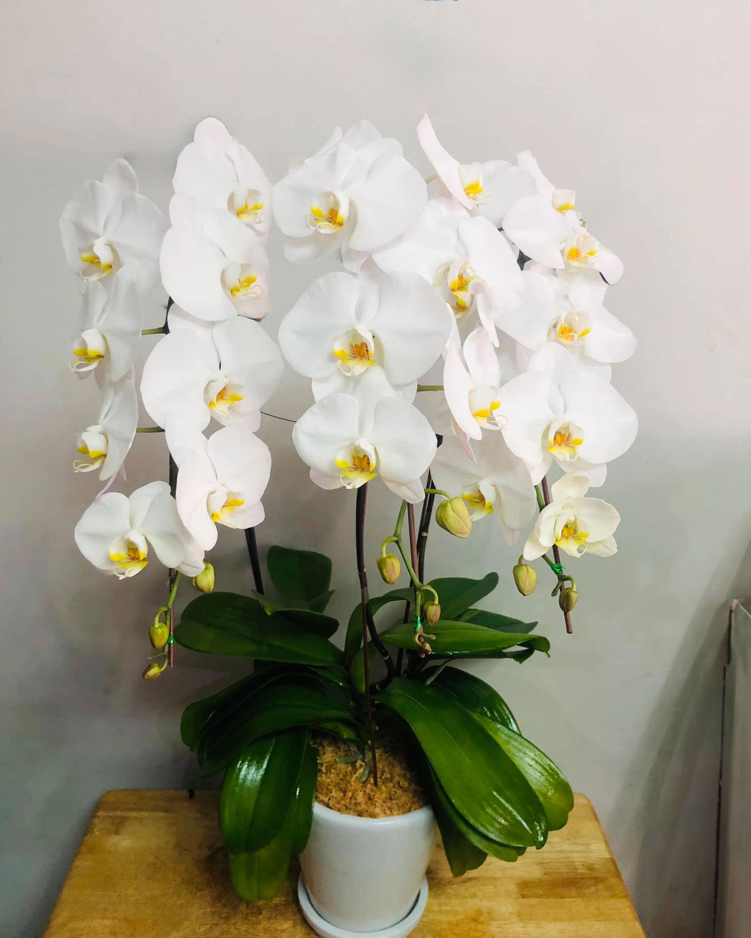 White Phalaenopsis Orchid with Yellow Lip (3 Plants) กล้วยไม้ฟาแลนสีขาวปากเหลือง 3 จัดกระถาง - BestBloomBuddy