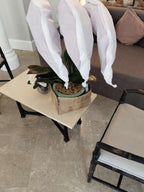 White Phalaenopsis Orchid with Yellow Lip (3 Plants) กล้วยไม้ฟาแลนสีขาวปากเหลือง 3 จัดกระถาง