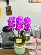 Purple Phalaenopsis Orchid (3 Plants) กล้วยไม้ฟาแลนสีม่วง 3 ต้น จัดกระถาง