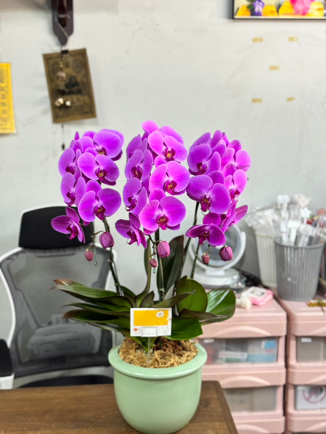 Purple Phalaenopsis Orchid (3 Plants) กล้วยไม้ฟาแลนสีม่วง 3 ต้น จัดกระถาง